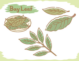 Bay leaf isolated on white.