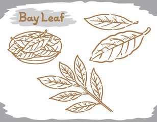 Bay leaf isolated on white.