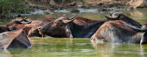 Naklejka na ściany i meble Wild Water Buffalo (Bubalus arnee), Udawalawe National Park, Sri Lanka 