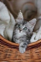 Cute silver tabby maine coon kitten
