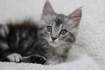 Silver tabby maine coon kitten