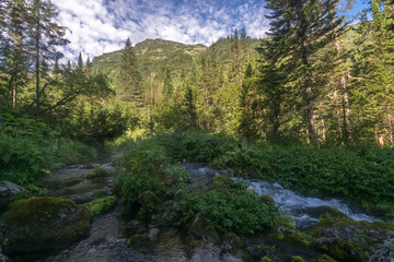 Fototapeta na wymiar Mountain stream in the Siberian forest