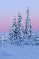 Forêt  de Laponie - Suède  