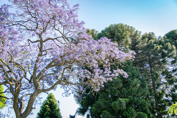 Blooming jacaranda trees in the spring of Buenos Aires, Argentina