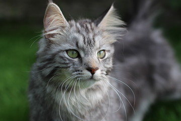 Silver tabby cat head