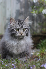 Naklejka na ściany i meble Silver tabby cat portrait outside