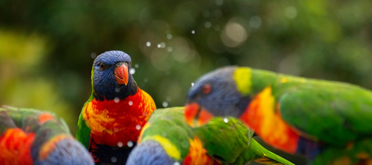 Rainbow lorikeets out in nature during the day.
