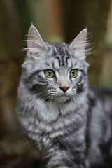 Naklejka na ściany i meble Silver tabby cat outdoors
