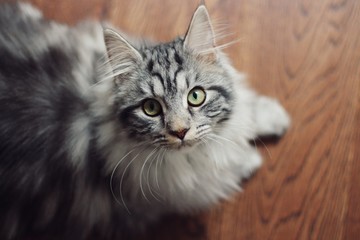 Maine coon cat looking up at camera