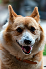 Welsh corgi pembroke as a companion animal in Japan