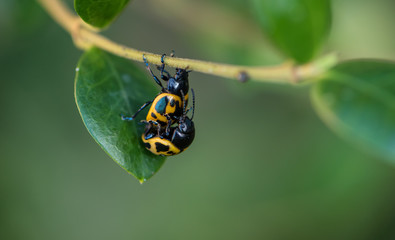 Beetles