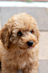 Puppy of toy poodle in Japan
