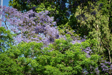 Blooming jacaranda trees in the spring of Buenos Aires, Argentina
