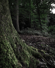 Close up mossy tree with blurry background.