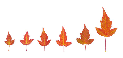 Fototapeta premium orange maple leaves from small to big size on a white background