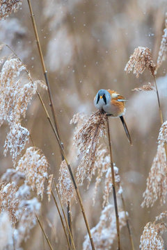 Bearded Tit (Panurus biarmicus) male foraging in snowy reeds, Baden-Wuerttemberg, Germany