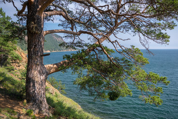 Fototapeta na wymiar Beautiful pine on the shore of Lake Baikal