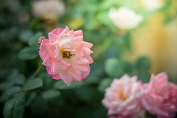 Roses in the garden