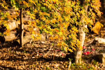 紅葉　京都
