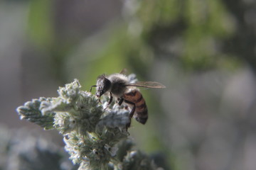 bee fly on mint flower