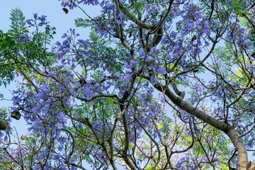 Blooming jacaranda trees in the spring of Buenos Aires, Argentina