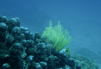 Naklejka na ściany i meble Feather star in a coral reef