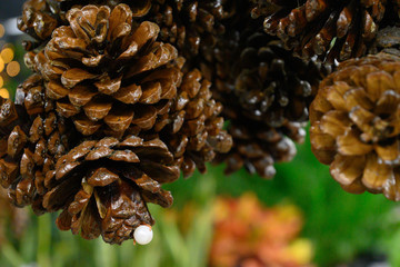 Close up of a bunch pinecones 