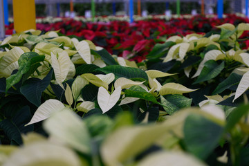 Row of White and Red Poinsettias in a indoor greenhouse.