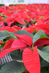 Row of Red Poinsettias in a indoor greenhouse.