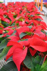 Row of Red Poinsettias in a indoor greenhouse.