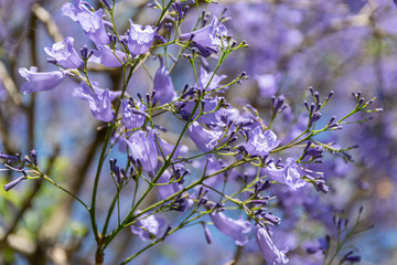 Blooming jacaranda trees in the spring of Buenos Aires, Argentina