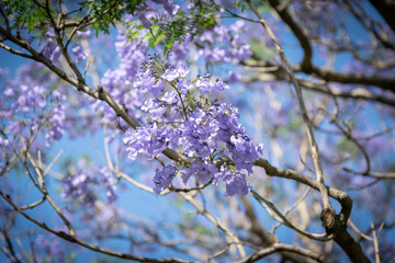 Blooming jacaranda trees in the spring of Buenos Aires, Argentina