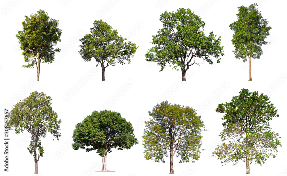 Poster collection tree isolated on white