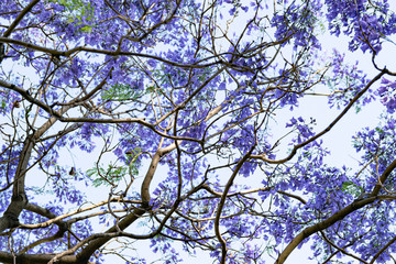 Blooming jacaranda trees in the spring of Buenos Aires, Argentina