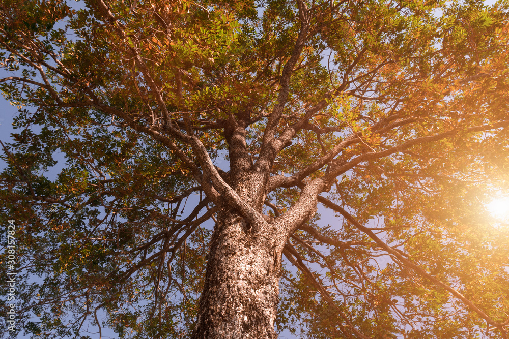 Poster under tree view picture and show tree branch