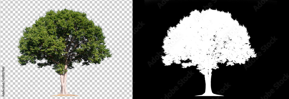 Wall mural tree on transparent picture background with clipping path