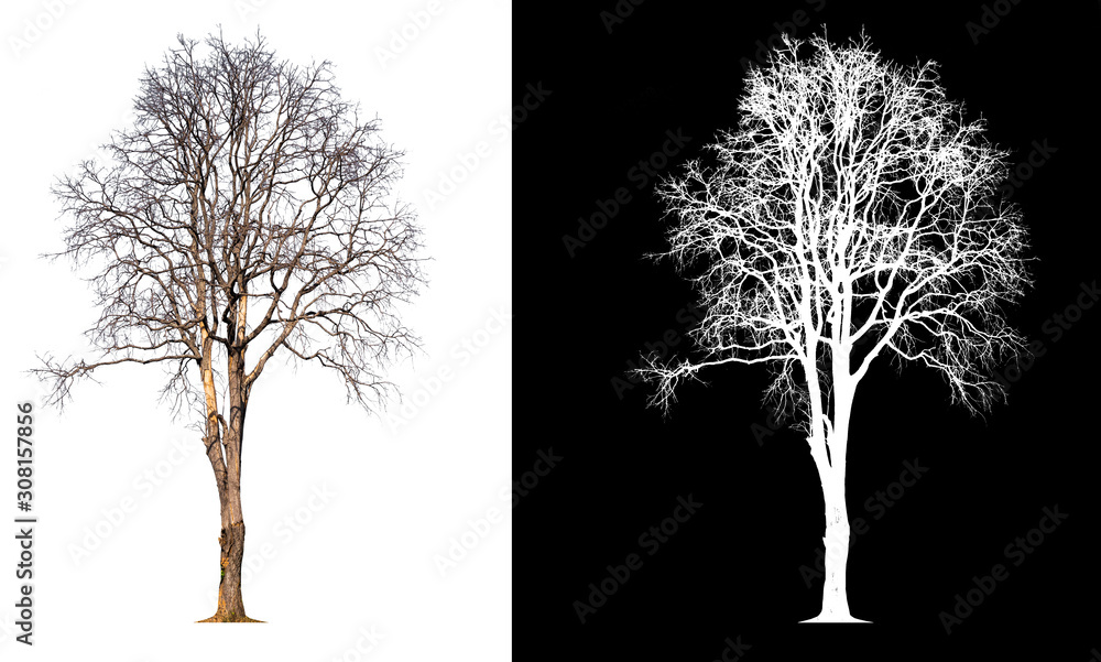 Poster isolated death tree on transparent picture background