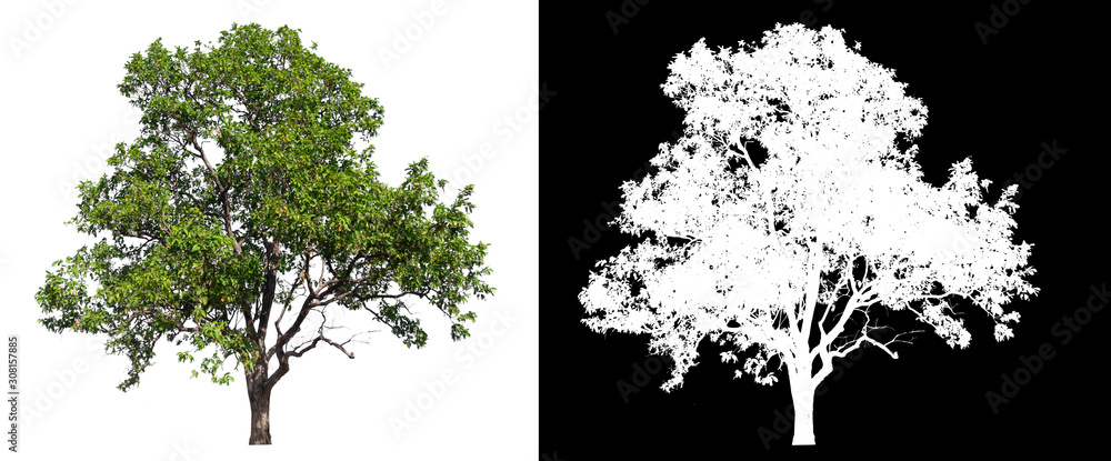 Poster isolated tree on white background with clipping path