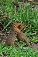 Dwarf Mongoose (Helogale parvula) two play fighting and hugging, Serengeti, Tanzania