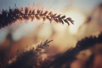 grass and sky