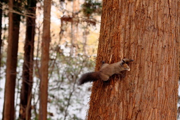 木に登るエゾリス