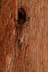 木に登るエゾリス