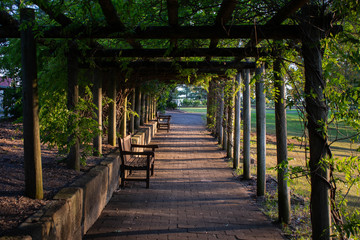 wooden bridge in forest