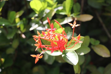 Ixora maui plant in the garden