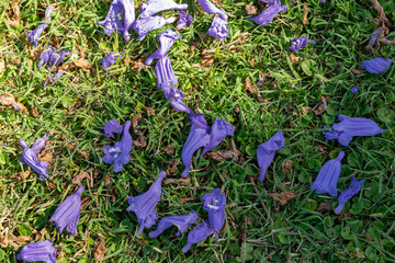 pattern of fallen jacaranda trees in Buenos Aires, Argentina
