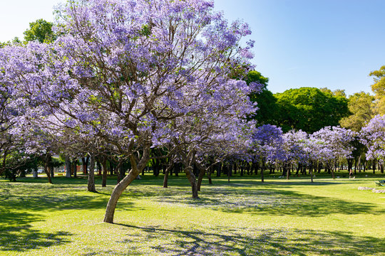 Blooming jacaranda trees in the spring of Buenos Aires, Argentina