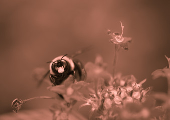 Bee on flower 5