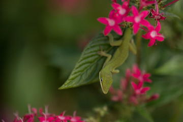 Anole Lizard green leaf 1