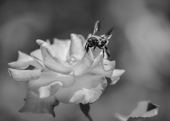 Bee on flower 2