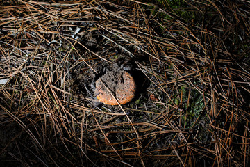 mushroom in the forest found mushroom picker a small